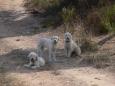 hondjes